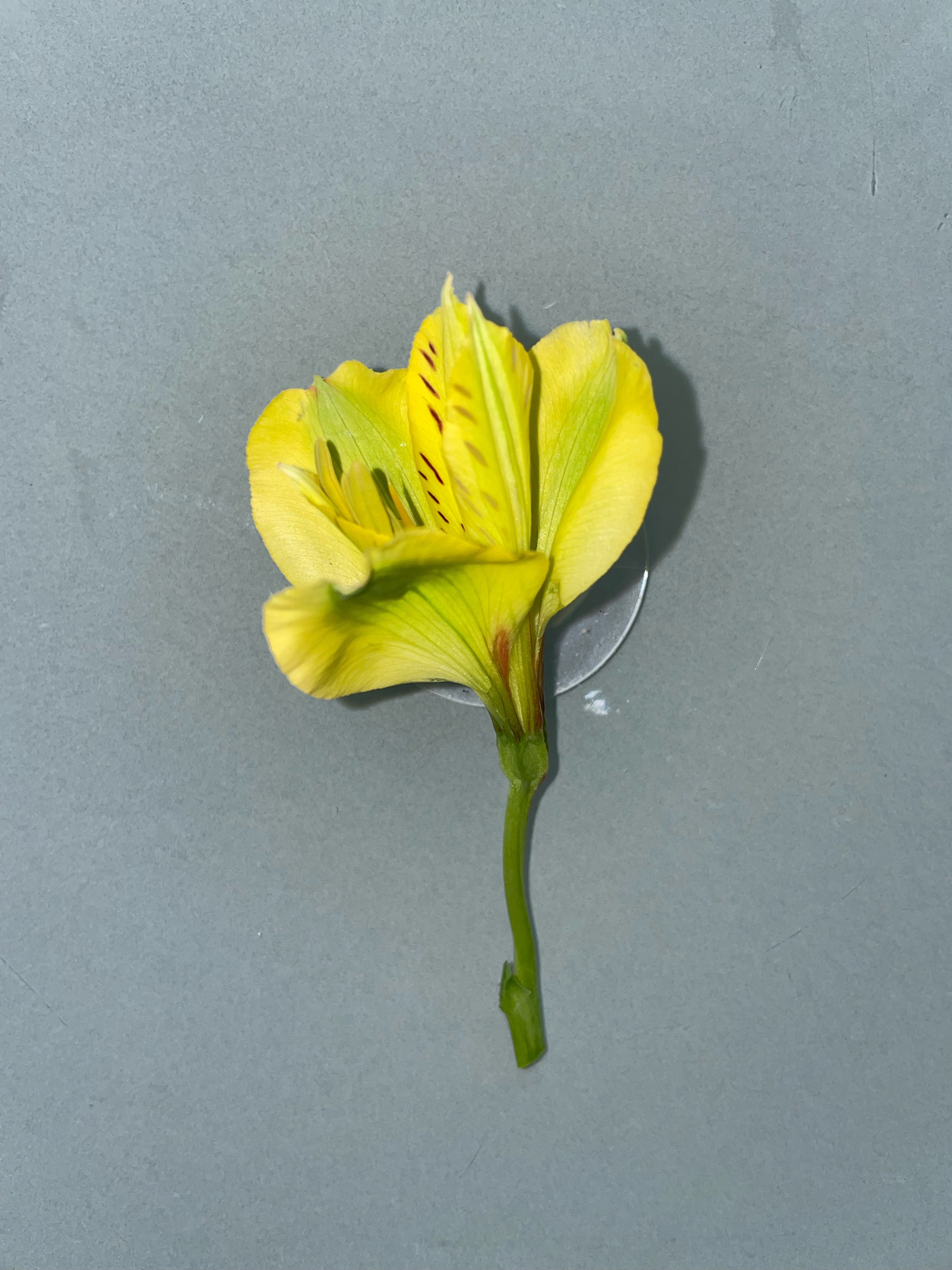 Yellow Alstroemeria